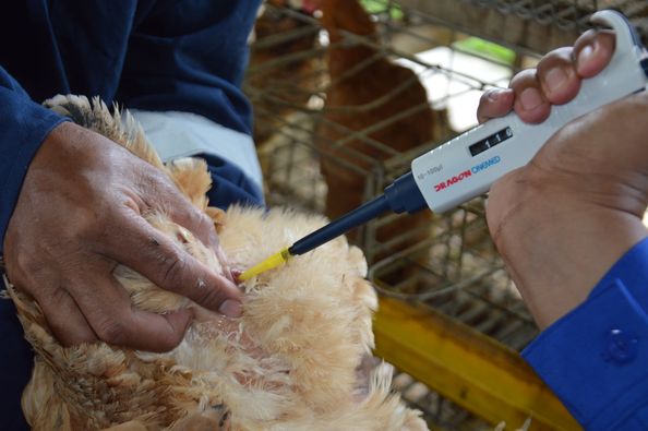 Teknologi Inseminasi Buatan pada Ayam Lokal