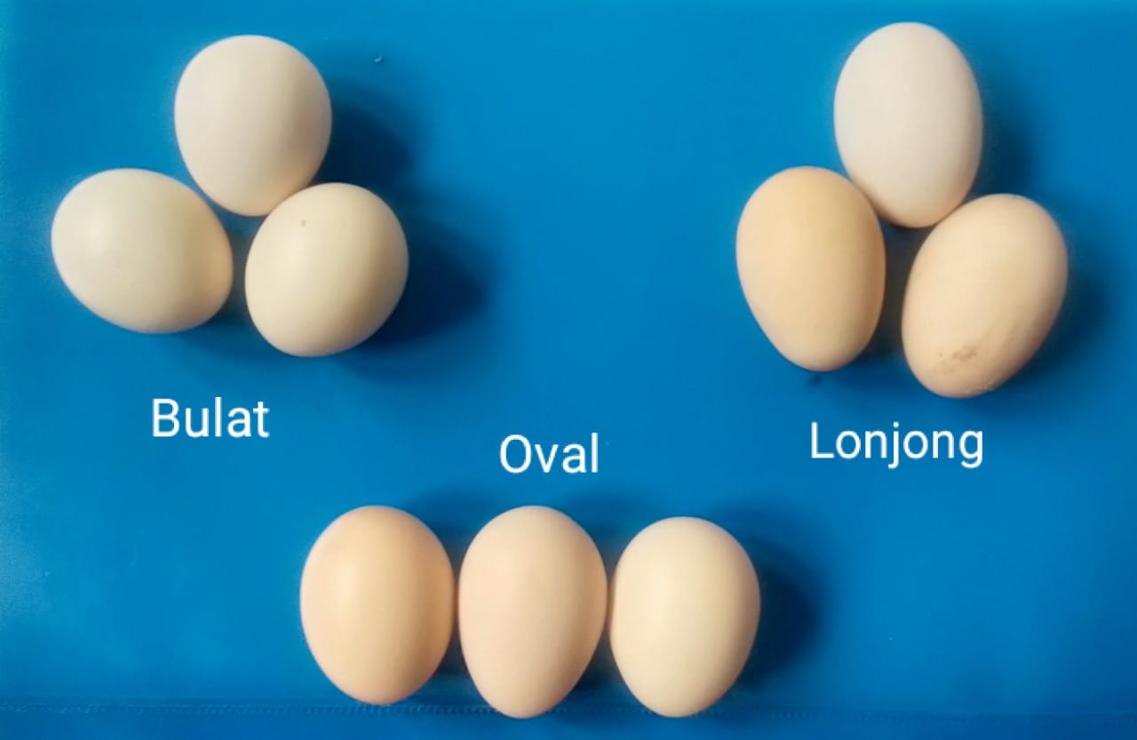 Seleksi Telur Tetas Ayam