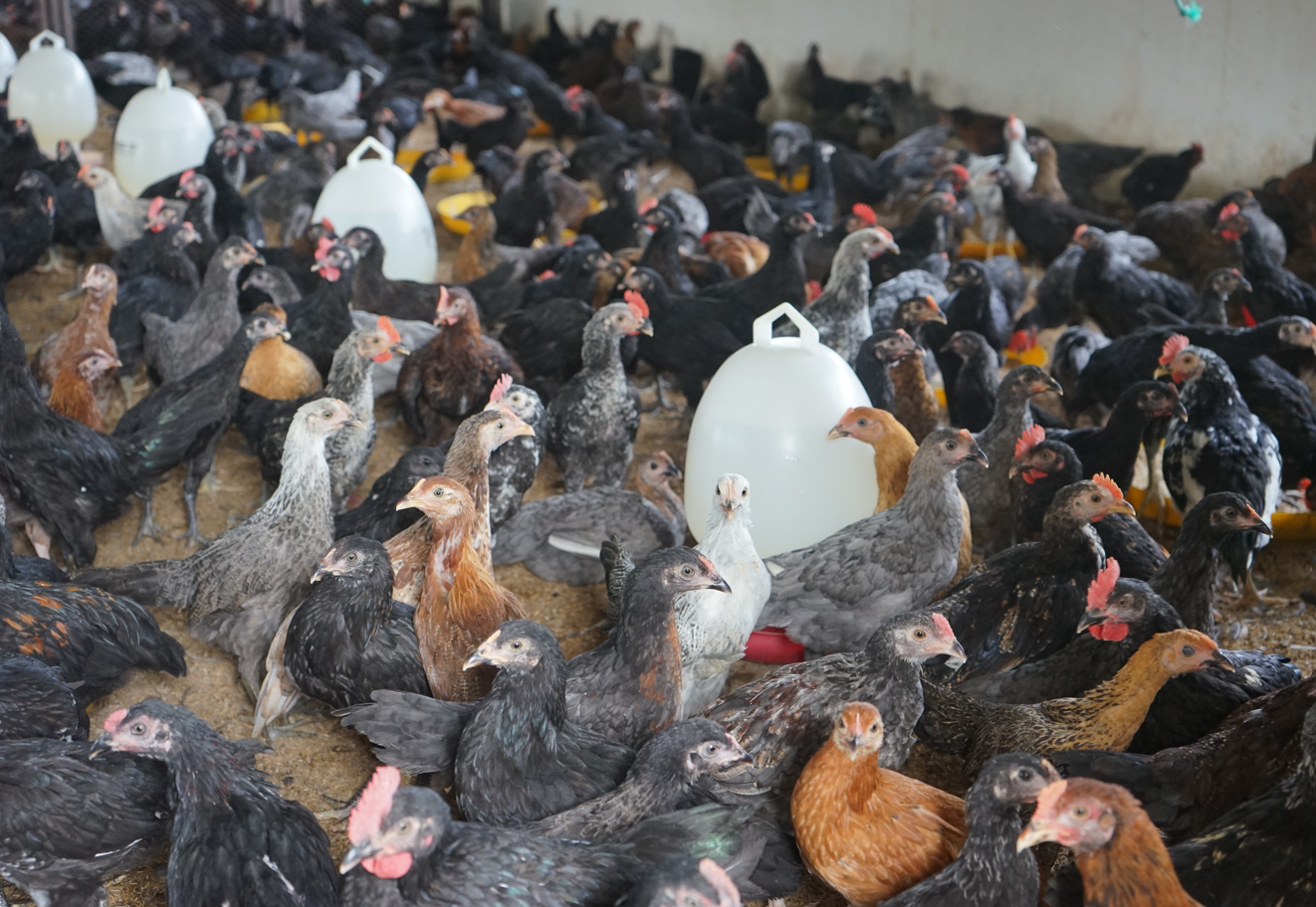 4 Langkah Sukses Beternak Ayam Kampung