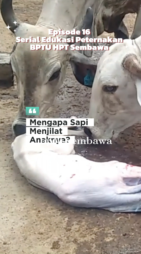 Serial Edukasi Peternakan BPTU HPT Sembawa: Episode 16 Bahas Perilaku Alami Induk Sapi