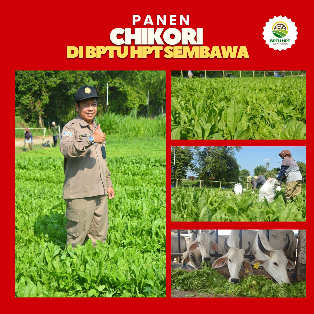 BUKAN SYUTING FILM, TAPI PANEN YANG BENERAN HIJAU DAN SPEKTAKULER! : PANEN CHIKORI DI BPTU-HPT SEMBA